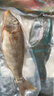 西沙海魚(yú)套餐青衣魚(yú)珊瑚礁魚(yú)類(lèi)石斑魚(yú)鯛魚(yú)海魚(yú)組合禮盒禮包2件9折 2件9折 西沙海魚(yú)套餐5斤（隨機發(fā)2~8條） 曬單實(shí)拍圖