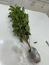 桂花樹苗盆栽室內(nèi)四季桂花卉植物金桂丹桂庭院大樹濃香型綠植開花 精品四季桂花60-70cm【原土球發(fā)貨】 曬單實拍圖