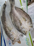 仙泉湖冷凍三去白蕉海鱸魚700g/袋 生鮮水產(chǎn)食材(350g*2條)  曬單實(shí)拍圖