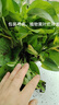 小冤家綠蘿盆栽室內花卉綠植綠籮水養花卉盆景桌面辦公客廳水培大葉綠色 精品180#綠蘿1盆裝【買(mǎi)2盆送1盆】 曬單實(shí)拍圖