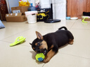 HELLOJOY狗狗玩具 耐咬磨牙棉繩球套裝寵物幼犬小狗玩具自己玩解悶5件套 曬單實(shí)拍圖