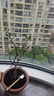 沭之美杜鵑花盆栽綠植花卉室內植物盆景 大號西瑪杜娟花 不含盆源頭直發(fā) 曬單實(shí)拍圖
