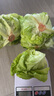 綠食者 沙拉蔬菜組合3.5斤 新鮮苦菊綠葉紅葉生菜西餐沙拉健康輕食蔬菜 蔬菜沙拉組合3.5斤【無沙拉醬】 曬單實(shí)拍圖