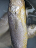 海名威 冷凍三去黃花魚600g 3/4條 寧德大黃魚 生鮮魚類 海鮮水產(chǎn)  曬單實(shí)拍圖