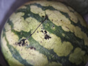 正宗黑籽麒麟西瓜應季新鮮水果新鮮現(xiàn)摘沙瓤薄皮麒麟瓜 麒麟西瓜 5-7斤 1枚裝 曬單實拍圖