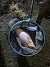 小早川日本原裝進(jìn)口魚線主線野釣?zāi)猃埦€子線釣魚線漁具 子線50米 2.0號  曬單實拍圖