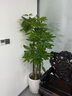 仙植緣【2小時同城配送】2米大型發(fā)財(cái)樹盆栽綠植辦公室客廳開業(yè)喬遷送禮 |約1.75米|步步高發(fā)財(cái)樹|白瓷盆 專車送貨 更快更好 曬單實(shí)拍圖