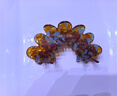 奇美拉（CHIMERA）后腦勺盤發(fā)抓夾氣質(zhì)醋酸板材花瓣發(fā)抓鯊魚夾發(fā)飾頭飾女中秋禮物 曬單實拍圖