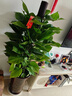 臨雅大葉綠蘿柱客廳綠植大盆栽天堂鳥(niǎo)發(fā)財樹(shù)室內新房除甲醛大型植物 綠蘿柱1.3-1.4米+鉆石盆帶輪底托 曬單實(shí)拍圖