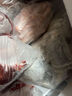 京喜加鲅魚(yú)段馬鮫魚(yú)段鮮活冷凍包冰15%深海魚(yú)中段切片青島鲅魚(yú)海鮮批發(fā) 【8斤裝】鲅魚(yú)塊批發(fā) 4/6兩切段 曬單實(shí)拍圖