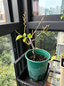 重瓣三角梅苗盆栽地栽花卉老樁室內陽臺庭院爬藤植物四季開花 綠櫻【花期帶花原盆原土發(fā)貨】 曬單實拍圖