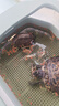 龜真壽 六合一龜糧 300g  烏龜飼料巴西龜蝦干面包蟲魚干六拼草龜海鮮糧 曬單實(shí)拍圖