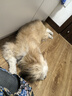 福來(lái)恩狗狗體外外驅蟲(chóng)藥 小中大型犬泰迪滴劑跳蚤蜱蟲(chóng)專(zhuān)用福萊恩 【福來(lái)恩 滴劑】≤10kg 犬 【月度裝】1支拆售 曬單實(shí)拍圖