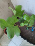 虹越家庭果園葡萄果樹(shù)苗盆栽苗花園庭院露臺多年生易養爬藤果苗LYG 【小規格苗】“妮娜皇后”P(pán)9（嫁接苗） 曬單實(shí)拍圖