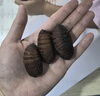 印禾年柞蠶蛹鮮活發(fā)貨東北特產 新鮮繭蛹特級大黃蠶蛹黑蟬蛹活A級蠶蛹 500g A級大黃蛹（約45-48只左右） 曬單實拍圖