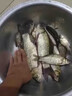 鯽魚(yú)專(zhuān)用釣魚(yú)餌料四季通用型通用主攻大板鯽野釣黑坑濃腥鯽魚(yú)專(zhuān)用 1袋裝【大板鯽絕戶(hù)餌】 曬單實(shí)拍圖