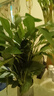 白掌一帆風(fēng)順盆栽植物室內(nèi)花卉綠植水養(yǎng)四季開花新手好養(yǎng)活 白掌1盆帶繁星盆 曬單實拍圖