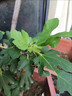 無(wú)花果樹果苗帶果矮化盆栽特大果波姬紅金傲芬斯特拉無(wú)花果苗樹苗 金鑲玉6年苗當(dāng)年結(jié)果（帶土帶葉發(fā)貨） 81cm(含)-110cm(含) 曬單實(shí)拍圖
