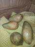 廣西金煌芒新鮮芒果10斤當季熱帶水果大青芒超大特大水仙芒果包郵 9斤 【中果】單果200g+丨不甜包賠 曬單實(shí)拍圖