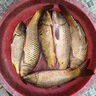 春季釣魚(yú)小藥高濃度大麥紅薯膏黑坑鯉魚(yú)鯽魚(yú)餌料用品通殺配方 曬單實(shí)拍圖