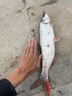 YGK G-SOUL8編pe線路亞線順滑遠(yuǎn)投大力馬主線ygk pe線海釣魚線主線旗艦店 新包裝100米【YGK G-SOUL PE線】 1.0號(hào) 曬單實(shí)拍圖