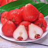 京鮮生 紅寶石蓮霧 凈重1斤裝4-6個(gè) 單果75g+生鮮水果源頭直發(fā)包郵 曬單實(shí)拍圖