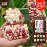 北蔬 玉米種子苗香甜糯自種苞米四季蔬菜種籽 彩甜糯6號玉米種子100g 曬單實(shí)拍圖