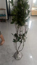 瑯闕八月金桂桂花樹(shù)苗地栽花卉盆栽庭院綠化濃香型1.5cm粗源頭直發(fā) 曬單實(shí)拍圖