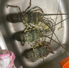 鮮京采 鮮活越南小青龍 凈重200-300g/只*2只 保鮮不?；?生鮮海鮮 曬單實(shí)拍圖