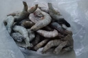 東上御品 國產(chǎn)青島大蝦 特大號白蝦 2030規格 凈重3斤 盒裝活凍 曬單實(shí)拍圖