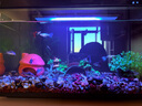 派樂(lè)特魚(yú)缸溪流石底砂造景底沙子水草裝飾雨林鋪底石頭子缸生態(tài)5斤 曬單實(shí)拍圖