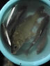 龍王恨魚(yú)餌新品果色天香百果香型開(kāi)口料野釣鯽鯉鳊魚(yú)通殺餌料  260g 曬單實(shí)拍圖