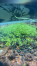 瘋狂水草（FKSC）紅色火山石魚(yú)缸專(zhuān)用養烏龜火山巖顆粒魚(yú)缸造景底砂沙石可配溪流石 曬單實(shí)拍圖