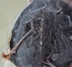 芮寶農(nóng)場(chǎng)冷凍宰殺整只華甲漢壽甲魚(yú)1斤生鮮團(tuán)魚(yú)海鮮水產(chǎn)送調(diào)料包 曬單實(shí)拍圖