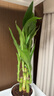 特價(jià)富貴荷花竹盆栽植物室內凈化空氣綠植辦公室桌面四季好養盆栽 荷花竹+小米其盆【1盆】 盆口直徑約8cm 曬單實(shí)拍圖