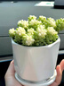貴秘書多肉植物雪花玉墜錦室內(nèi)好養(yǎng)盆栽辦公室桌面花卉綠植送老師幼兒園 雪花玉墜錦大盆（20頭左右）原盆 曬單實拍圖