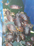 海豚龜糧40斤 卡麥高鈣龜糧 巴西龜糧石金龜草龜糧烏龜糧通用龜糧 卡麥 育成龜糧 20kg 3號(hào) 曬單實(shí)拍圖