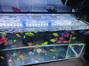魚(yú)缸清洗神器魚(yú)缸水質(zhì)凈化劑魚(yú)缸凈水劑50年不換水去綠去黃水神器 買(mǎi)二贈一【魚(yú)缸一滴清】三瓶裝 曬單實(shí)拍圖