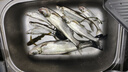 路亞魚(yú)餌浮水米諾遠投噪音珠潛水假魚(yú)餌淡水翹嘴鱸魚(yú)鱤魚(yú)海鱸專(zhuān)用 5cm 4.5g 白條色 【5個(gè)裝 】 曬單實(shí)拍圖