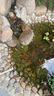 觀賞魚紅草金魚冷水魚金魚小魚活魚小寵物好養(yǎng)耐活闖缸練手飼料魚 草金魚三十條+2條備損 3-5cm 曬單實(shí)拍圖