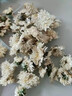 伊梵麥正宗黃山貢菊特級白菊花250泡水產地直銷菊花茶 黃山白菊：發(fā)二罐共200g 曬單實拍圖