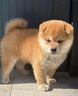 伊寵純種柴犬幼犬小豆柴寵物狗狗活體小狗活物幼崽 寵物級 公 曬單實(shí)拍圖
