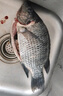 鮮活羅非魚600-700g/條 曬單實拍圖