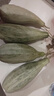 谷真羊角蜜甜瓜 5斤現(xiàn)摘脆瓜新鮮應(yīng)季香瓜超甜整箱批發(fā)價(jià)現(xiàn)摘現(xiàn)發(fā) 精選羊角蜜 3斤 曬單實(shí)拍圖