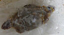 舟山梭子蟹鮮活特大野生大螃蟹新鮮冷凍海鮮水產(chǎn)海蟹飛蟹白蟹順豐 7-9兩/只【5斤凈重 特大肥壯】 曬單實拍圖