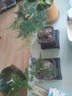 佰花錦文竹桌面盆栽新中式綠植辦公室客廳盆景茶臺臥室好養綠植花卉植物 【送方底座】文竹+pvc舍得盆+黑沙石鋪面 20-30cm 曬單實(shí)拍圖