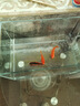 YEE超白魚(yú)缸桌面客廳生態(tài)斗金魚(yú)烏龜缸造景小型水草養魚(yú)玻璃裸缸40cm 曬單實(shí)拍圖