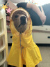 MIKI PAD狗狗雨衣中大型犬柯基邊牧金毛寵物雨衣斗篷防水雨披狗狗沖鋒衣 檸檬黃 #快穿設計 4XL（背長(cháng)44-52 參考體重30-60斤） 曬單實(shí)拍圖