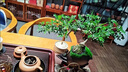 貴秘書意境-懸崖清香木盆景新中式室內(nèi)好養(yǎng)桌面擺件綠植花卉盆栽鮮活 祥云聚財罐+懸崖飄枝清香木+小和尚+苔蘚+底 曬單實拍圖