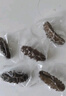 久年大連即食海參500g8-12只 遼刺參京東自營 固形物超85% 海鮮盒裝 曬單實拍圖